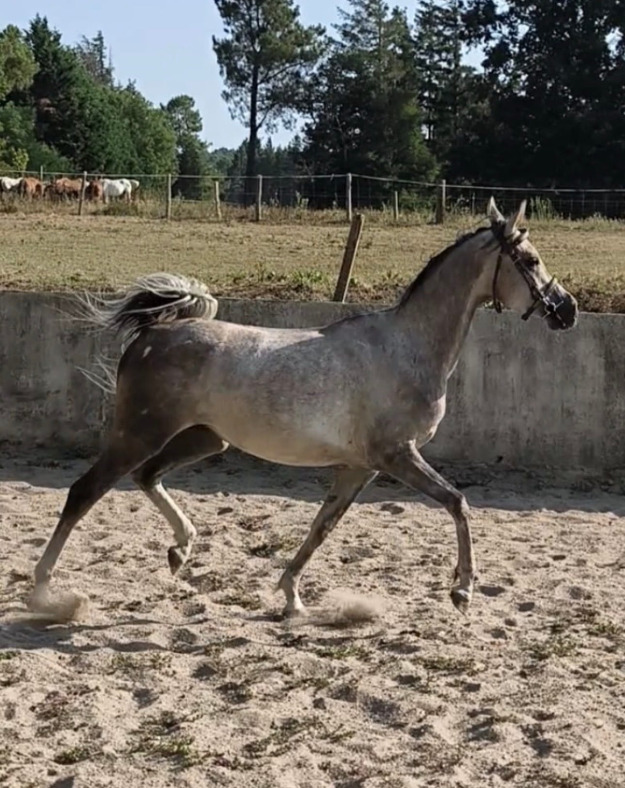 4 y.o. Dapple Grey Distanz Wallach