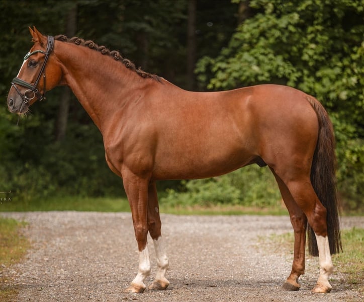 11 y.o. Fuchs Springen Wallach
