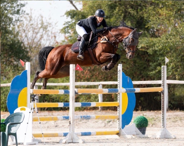 11 y.o. Brauner Springen Wallach